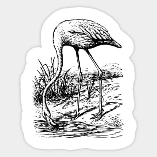 Vintage Flamingo bird. Sticker